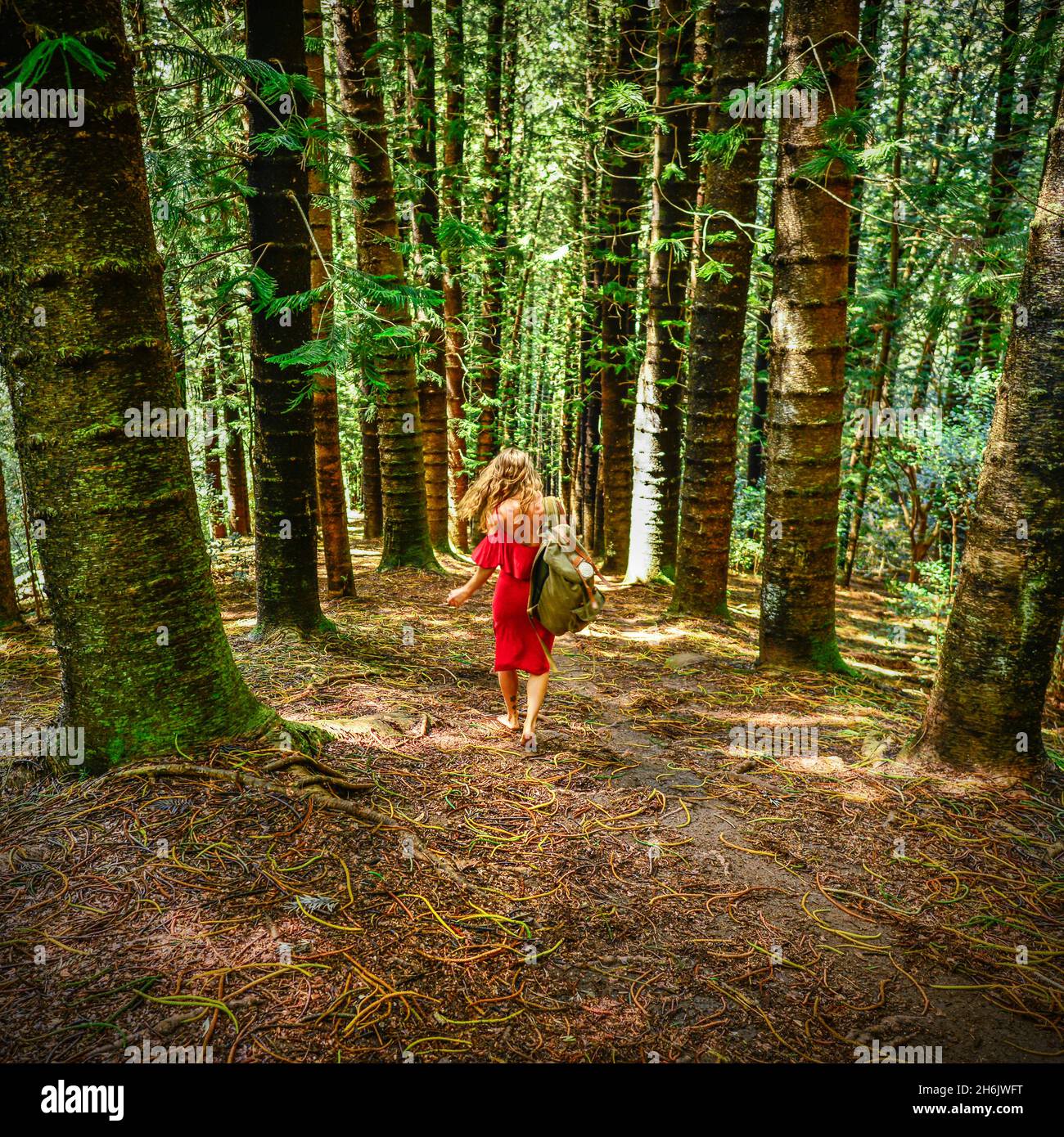 A barefoot woman in a red dress carries a travel pack over her shoulder through a tall forest, Kapaa, Hawaii, United States of America, Pacific Stock Photo