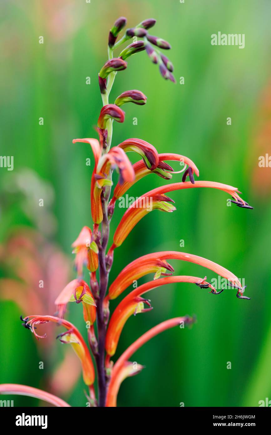 Two-colour Cobra Lily (Bicolour Cobra Lily) (Chasmanthe bicolor, Cape Town, Western Cape, South Africa, Africa Stock Photo