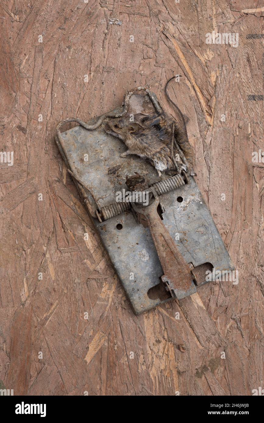 Metal Spring Rat Heavy duty spring style metal rat trap accidentally caught smaller ...