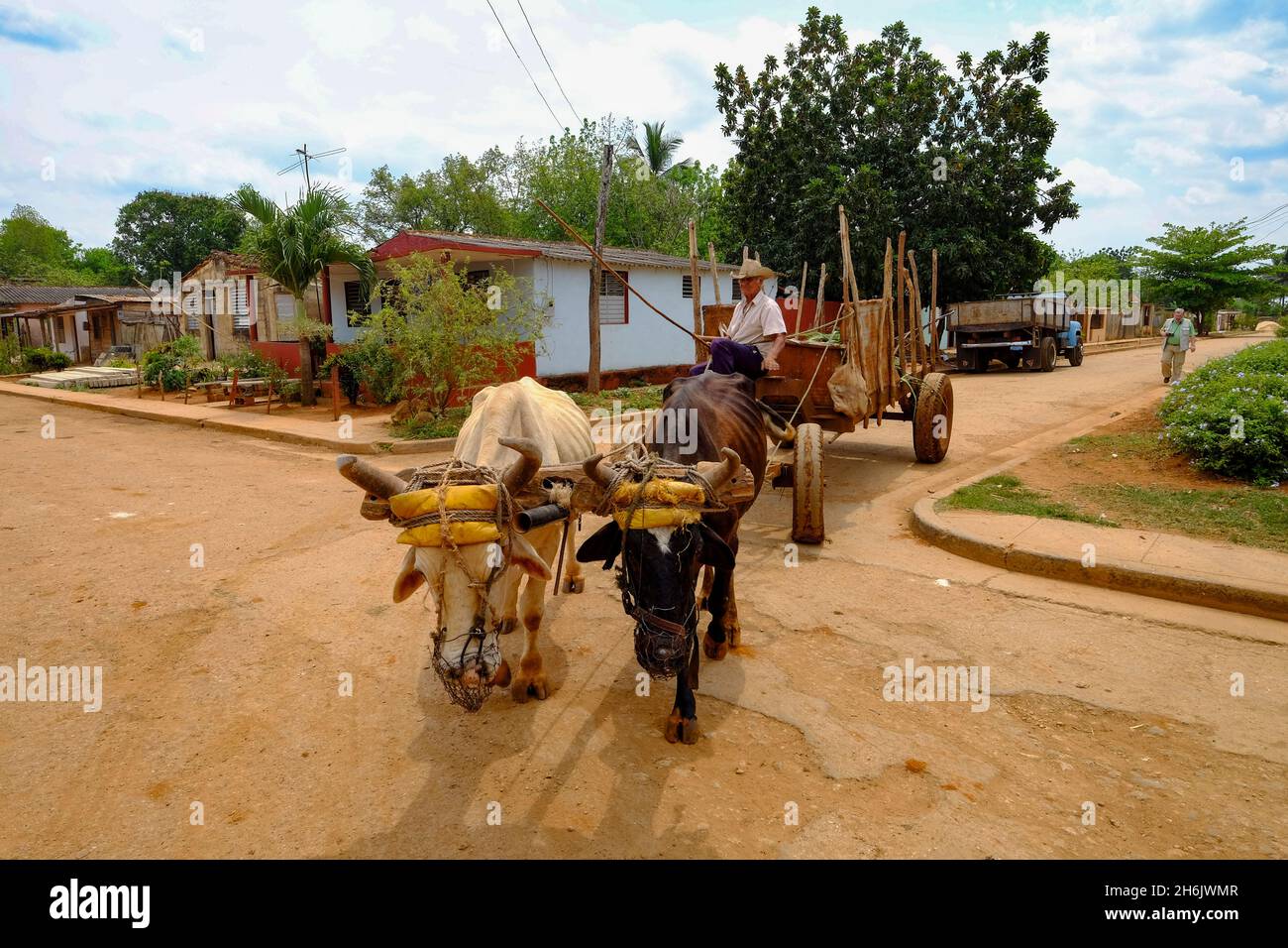A farmer drives a carriage pulled by two animals, Australia, Matanzas, Cuba, West Indies, Central America Stock Photo
