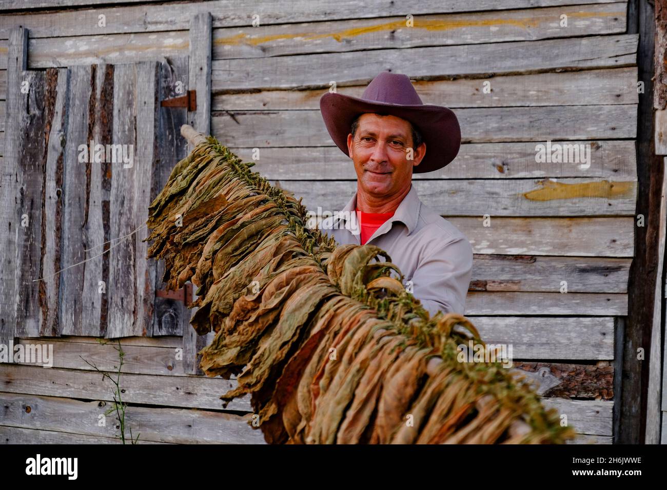 Tobacco farmer proudly displaying dried tobacco leaves, Pinar del Rio, Cuba, West Indies, Central America Stock Photo