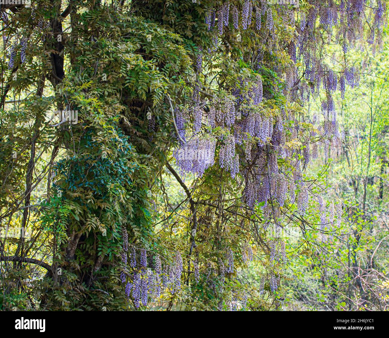 Blooming wisteria (Wisteria frutescens) vines growing wild in southeaster Alabama in April. Stock Photo