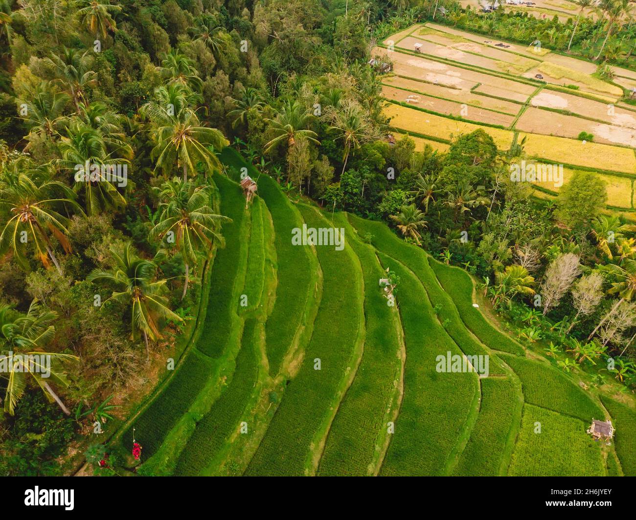Aerial view of green rice fields. Tropical nature in Bali island Stock ...