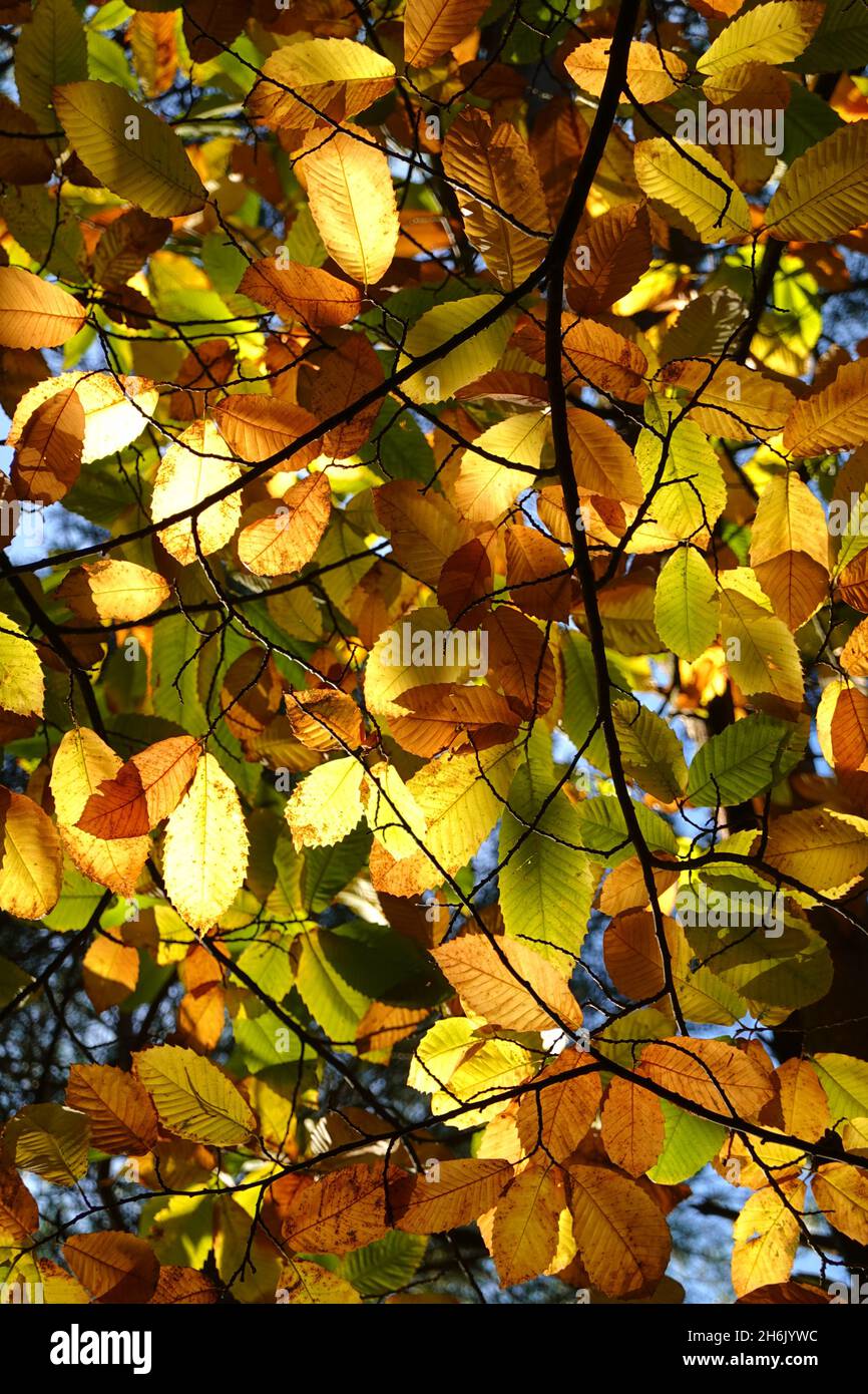 Sweet Chestnut tree leaves in autumn colours backlit by sun Stock Photo