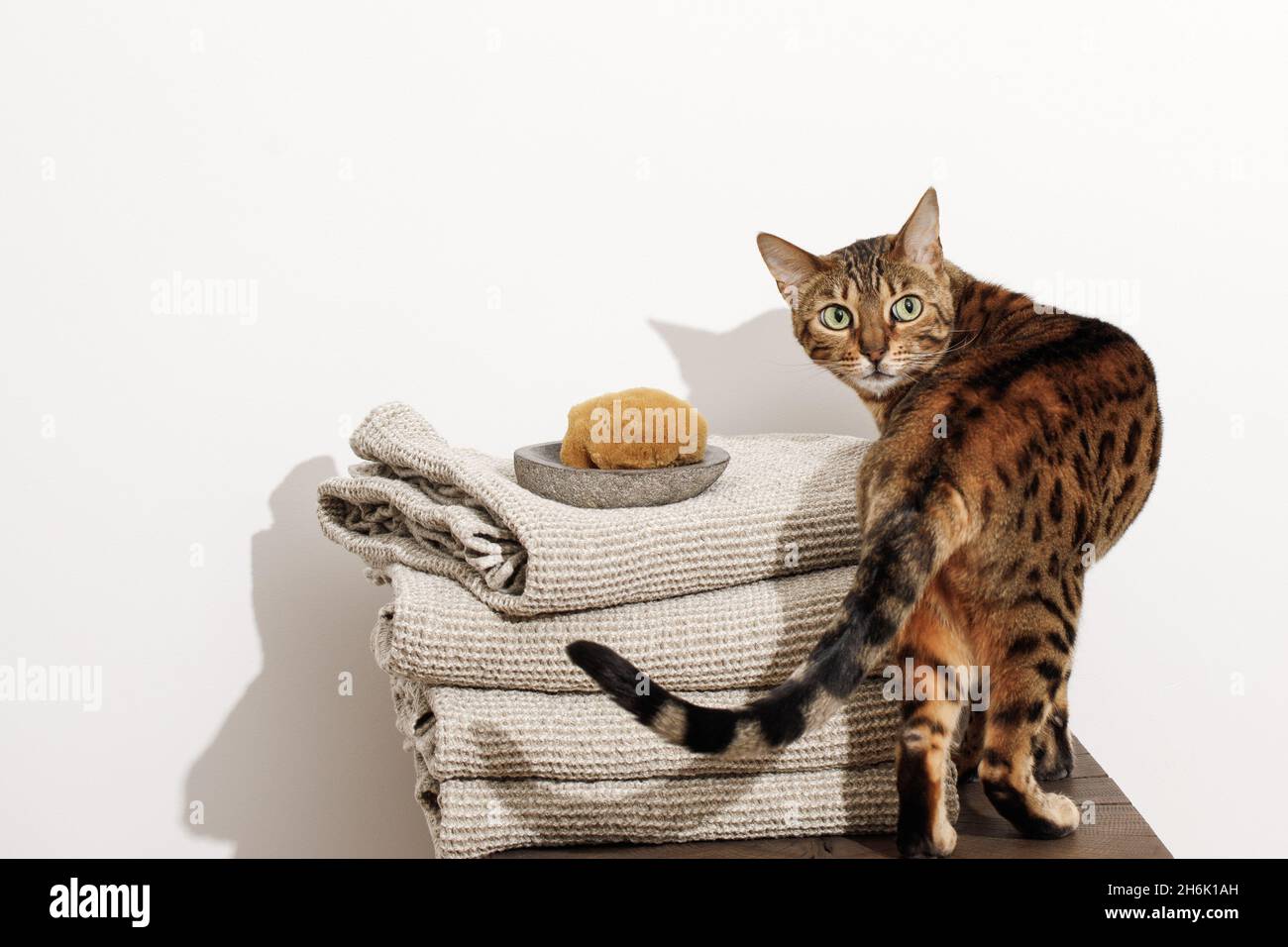 Bengal cat posing on wood stump Stock Photo