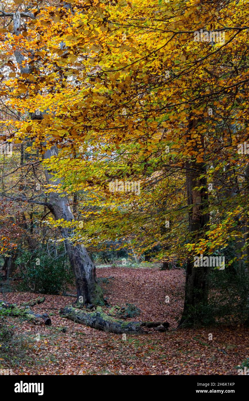 Beautiful ancient trees in their autumn colors of golds,oranges, yellows and bronzes, Burnham woods, Buckinghamshire, UK Stock Photo