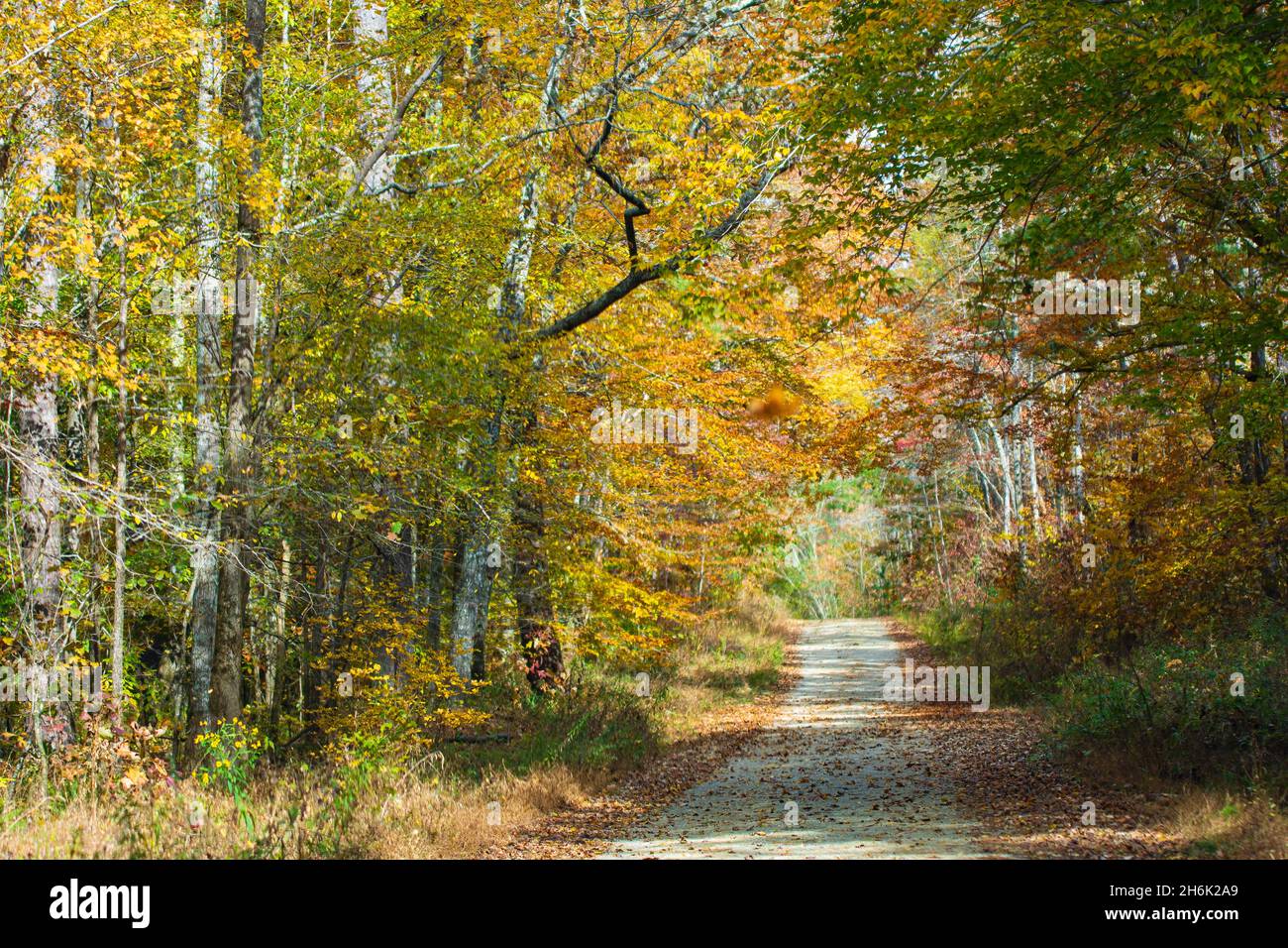 Country background of a Single-lane gravel road through a wooded area ...