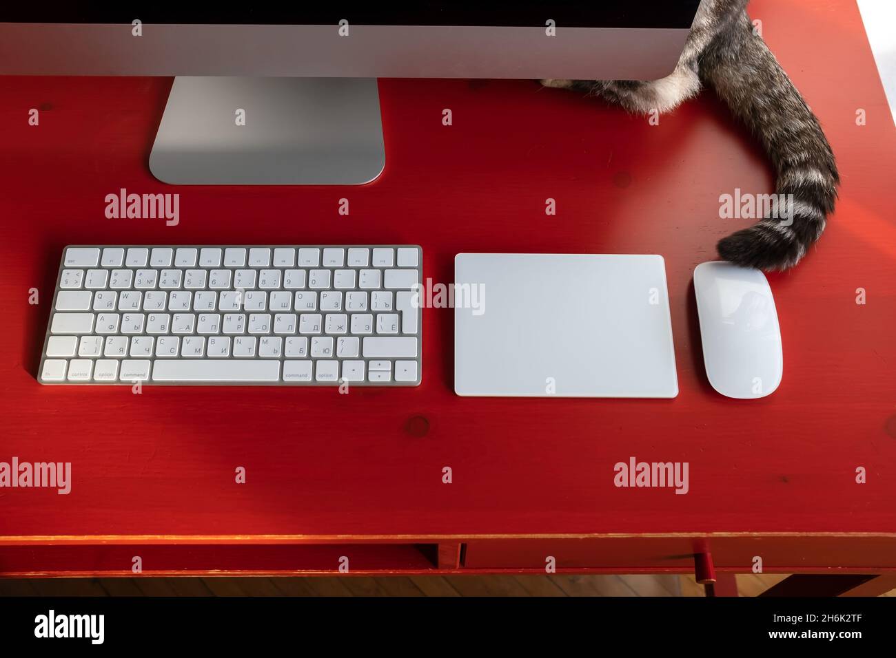 Cat hid behind the computer, only its tail is visible, on the desktop, where the keyboard, touchpad and mouse are located. Remote work. Stock Photo