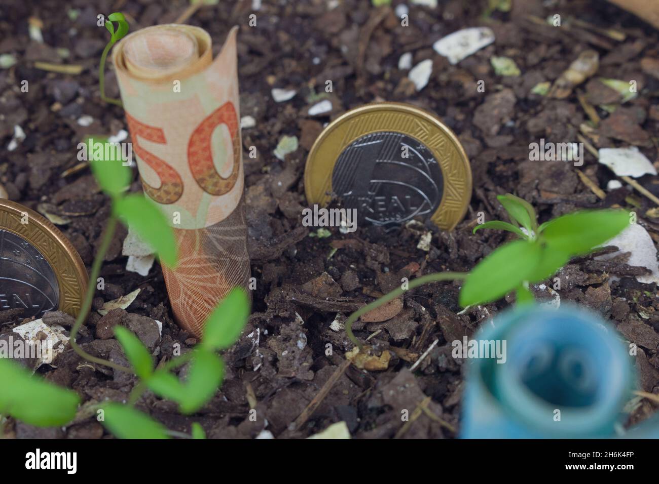 Brazilian money buried in a vase with seedlings. Stock Photo