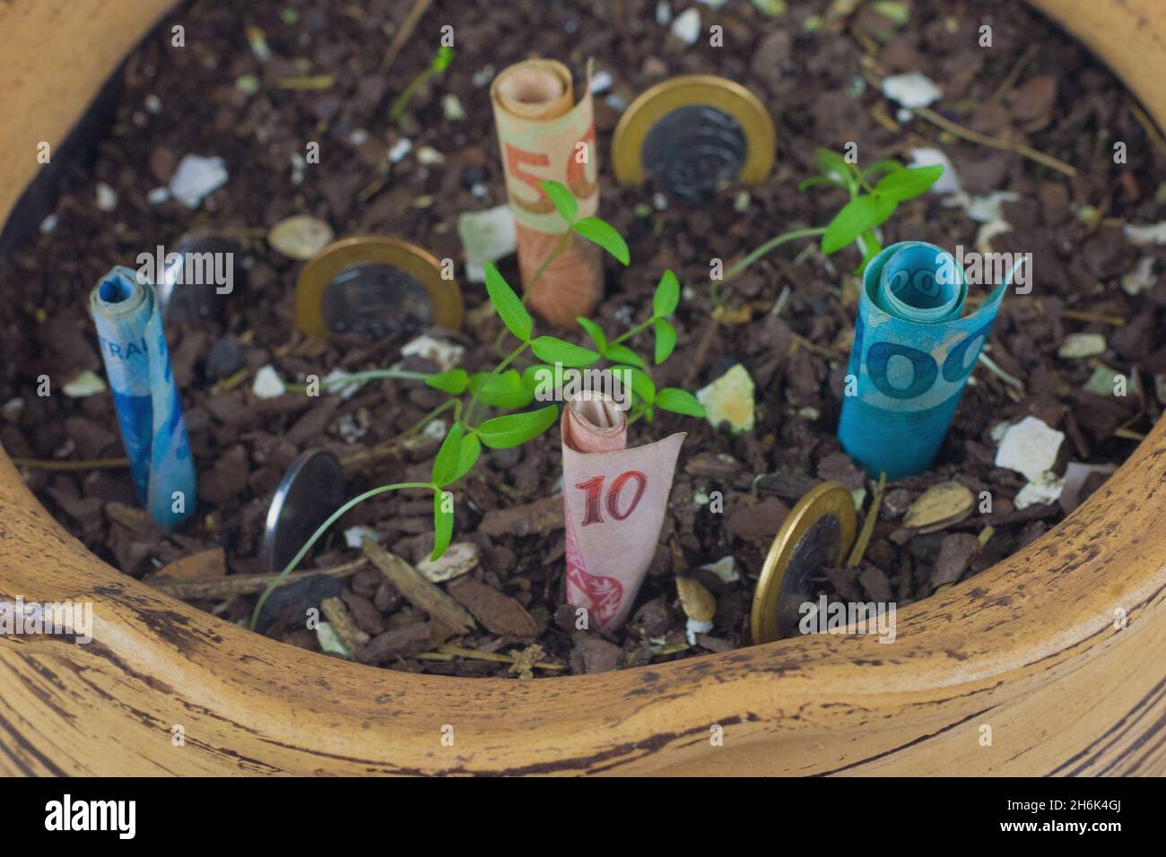 Brazilian money buried in a vase with seedlings. Stock Photo