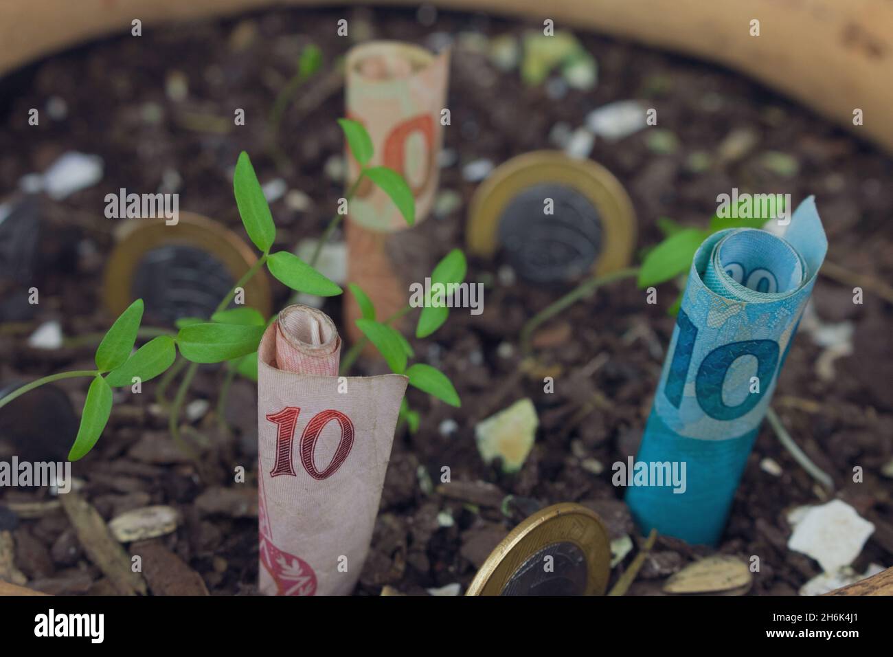 Brazilian money buried in a vase with seedlings. Stock Photo