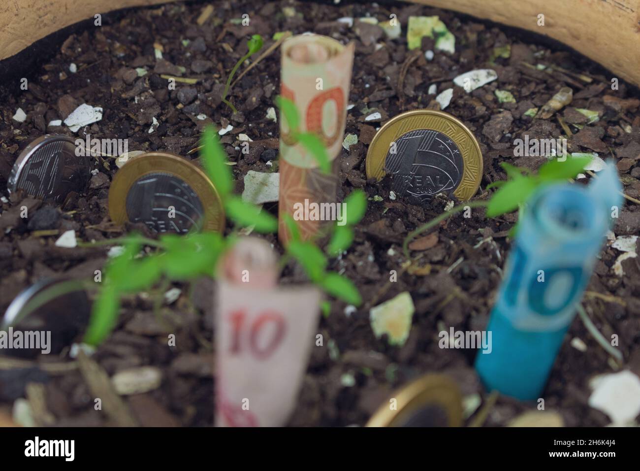Brazilian money buried in a vase with seedlings. Stock Photo