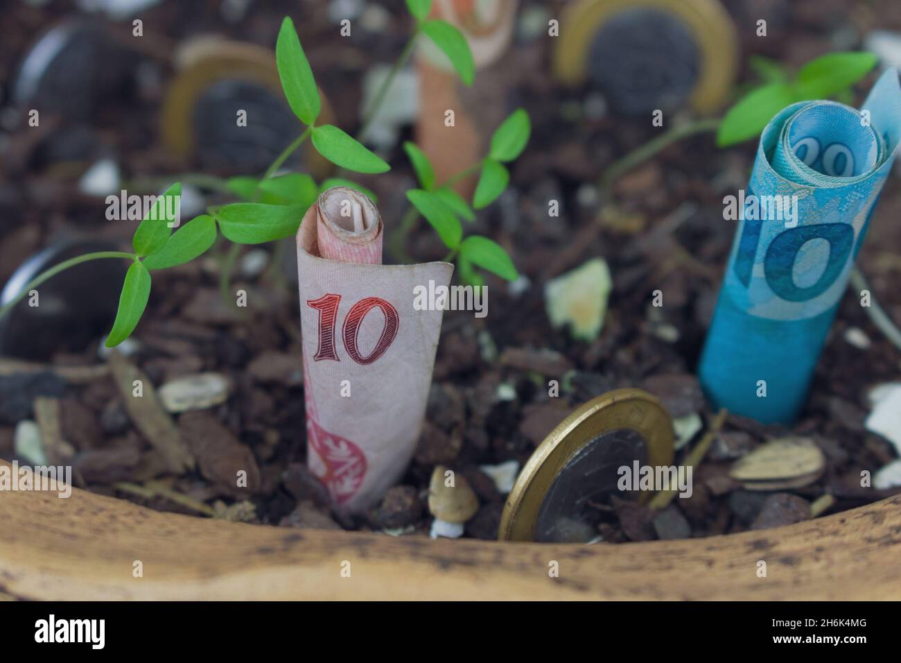 Brazilian money buried in a vase with seedlings. Stock Photo