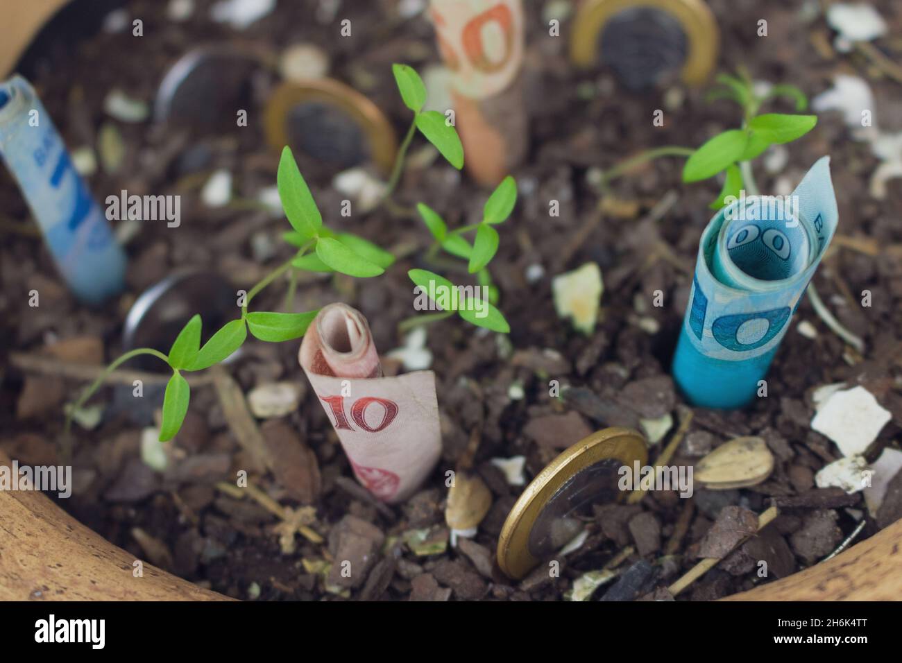 Brazilian money buried in a vase with seedlings. Stock Photo