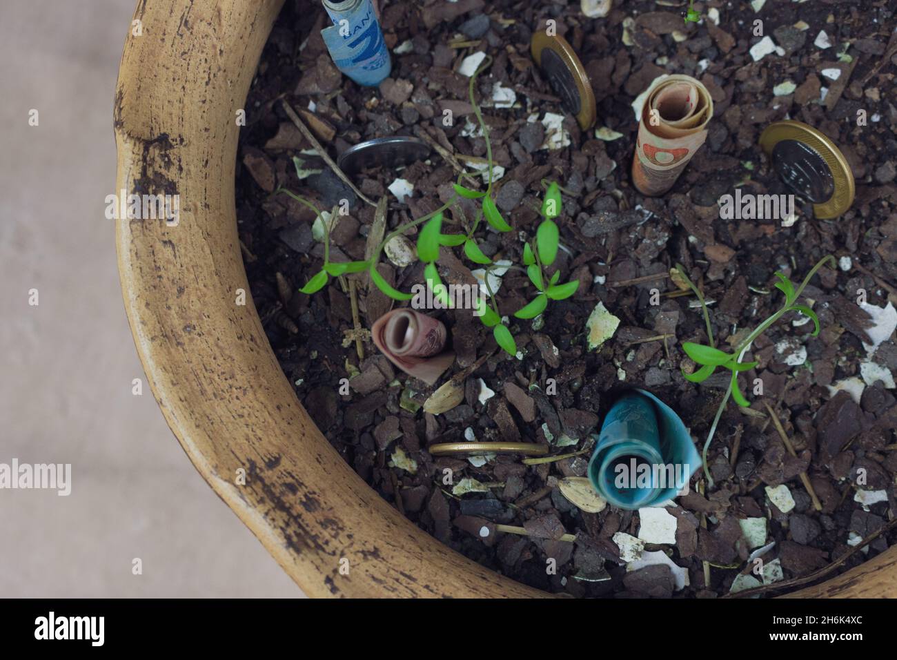 Brazilian money buried in a vase with seedlings. Stock Photo