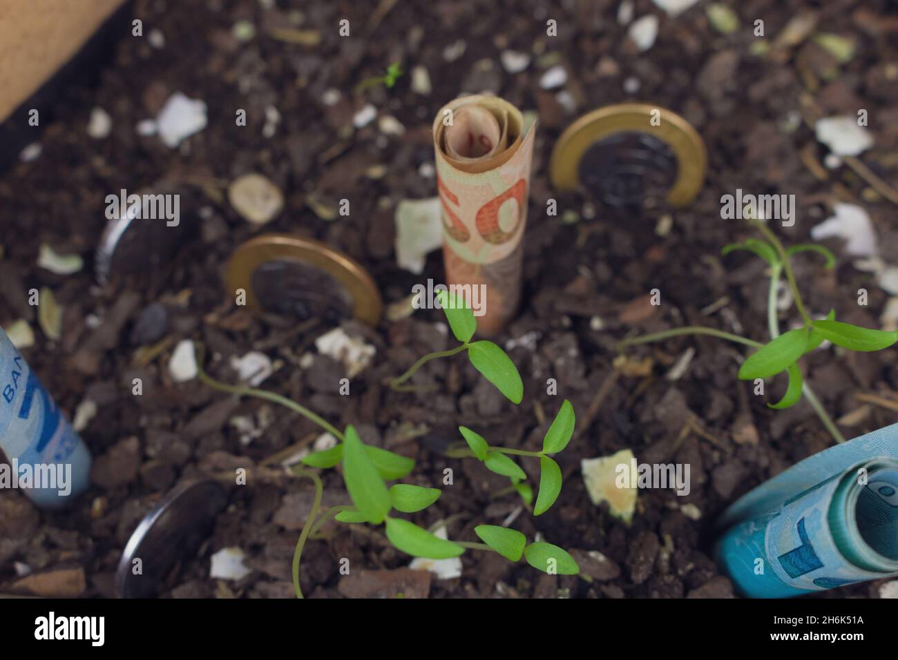 Brazilian money buried in a vase with seedlings. Stock Photo