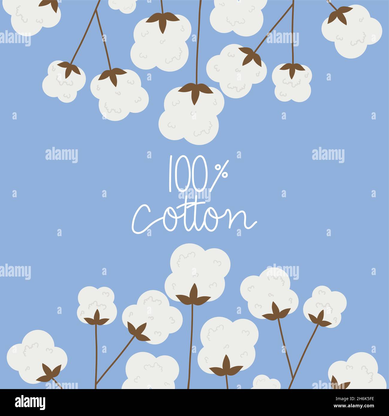 100 percent cotton illustration with cotton bolls Stock Vector Image