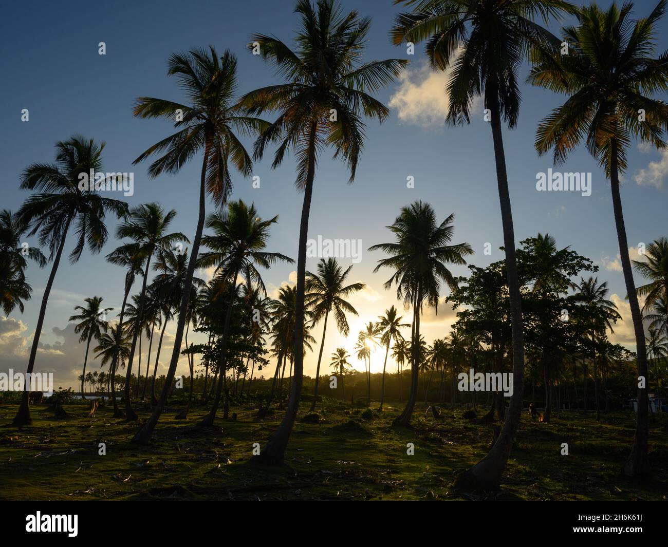 Photo taken in the jungle of the Dominican Republic at sunrise. The