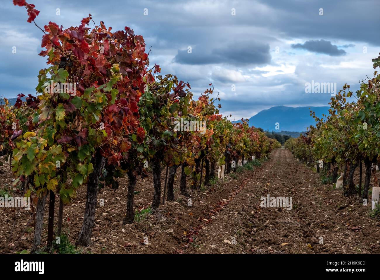 Red leaved Rhone grape vines in Autumn outside the village of Mirabel-aux-Baronnies - Mont Ventoux in the background. Provence, France Stock Photo