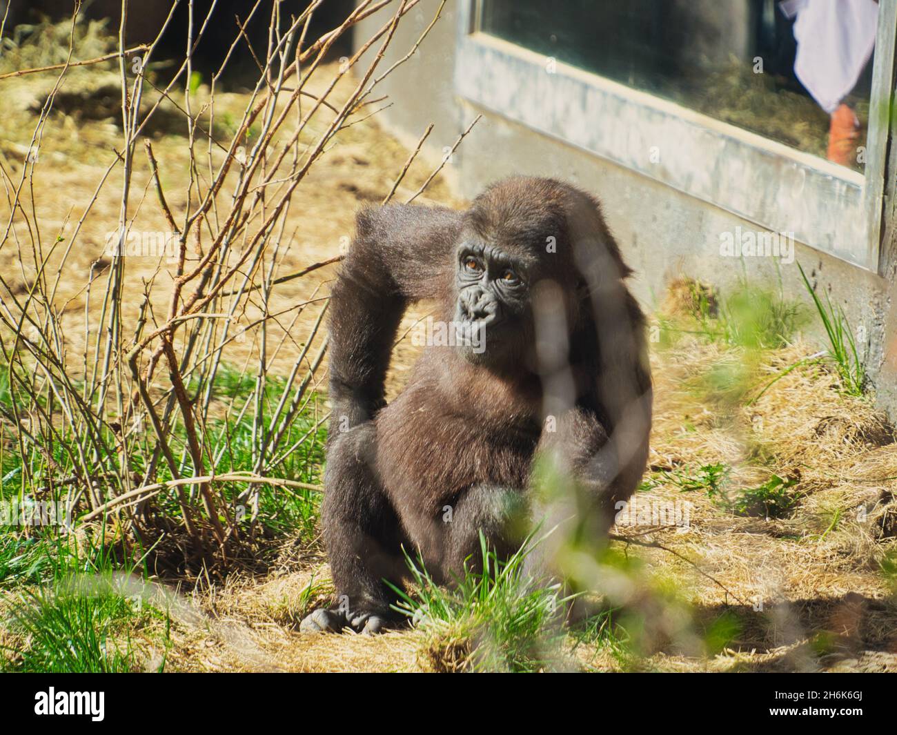 Eastern gorilla resting on the ground in Omaha's Henry Doorly Zoo and Aquarium in Omaha Nebraska Stock Photo