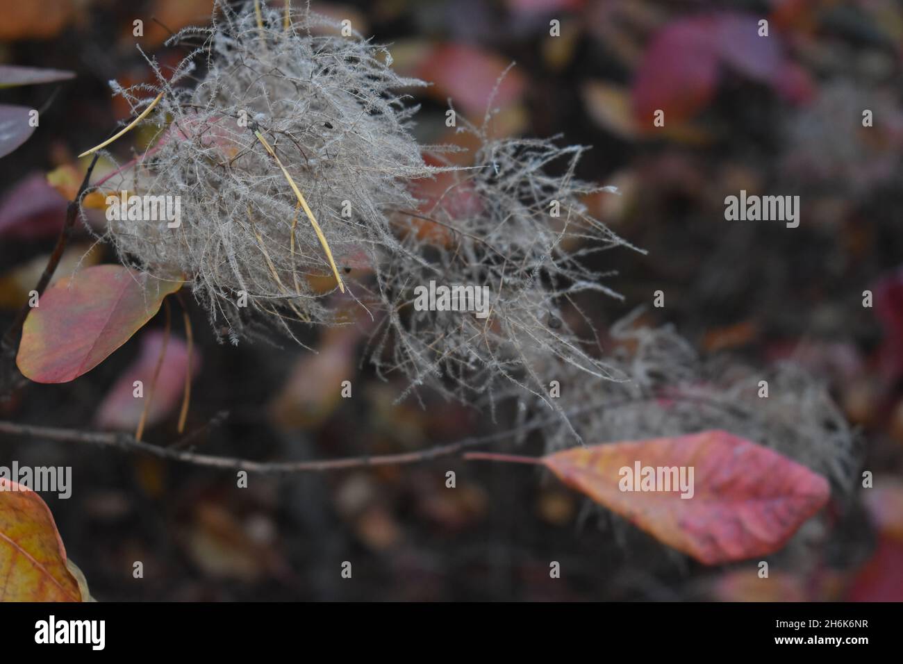 Close-up shot of autumn leaves on branches Stock Photo - Alamy