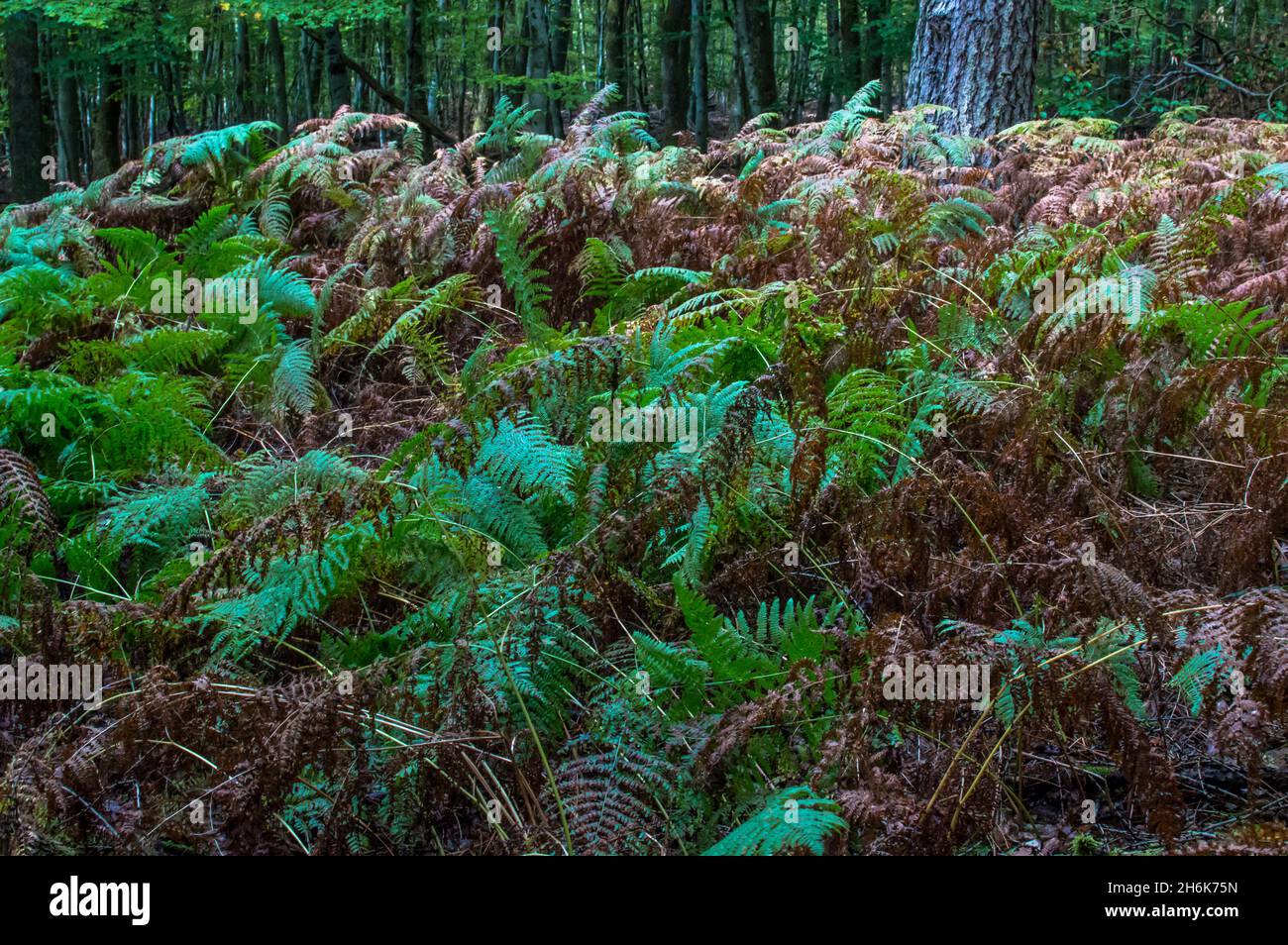 Waldspaziergang Bäume, Wurzeln, Blätter , Moos, Pilze und vieles mehr Stock Photo