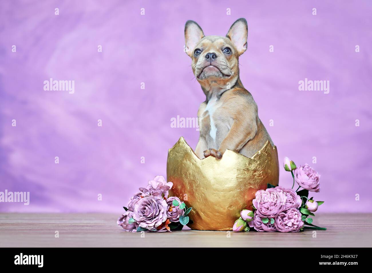 French Bulldog dog puppy hatching out of golden egg shell next to roses in front of pink wall Stock Photo
