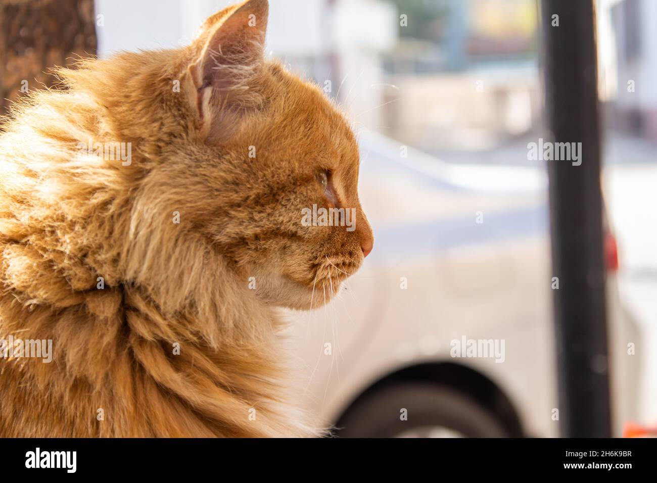 Orange cat, close-up portrait of stray cat. Stock Photo