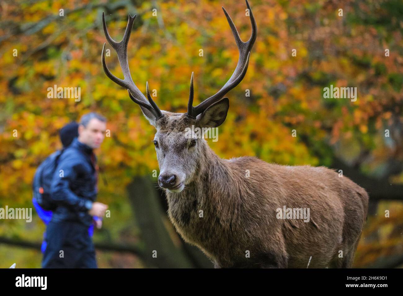 Richmond Park, London, UK. 16th Nov, 2021. A red deer stag (cervus elaphus) roams and relaxes in the park, now that the rutting season is over. The deer in Richmond Park are enjoying a quiet afternoon in mild, sunny weather and beautiful autumnal colours. Credit: Imageplotter/Alamy Live News Stock Photo