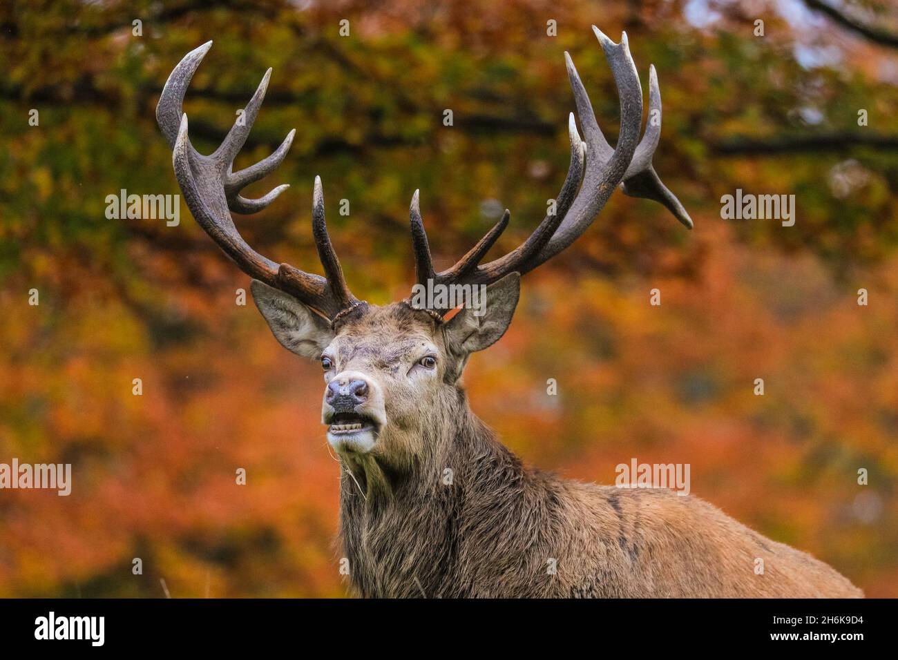 Richmond Park, London, UK. 16th Nov, 2021. A red deer stag (cervus elaphus) roams and relaxes in the park, now that the rutting season is over. The deer in Richmond Park are enjoying a quiet afternoon in mild, sunny weather and beautiful autumnal colours. Credit: Imageplotter/Alamy Live News Stock Photo