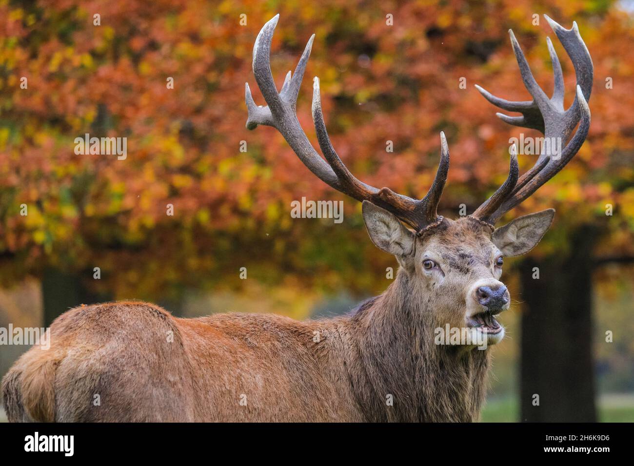 Richmond Park, London, UK. 16th Nov, 2021. A red deer stag (cervus elaphus) roams and relaxes in the park, now that the rutting season is over. The deer in Richmond Park are enjoying a quiet afternoon in mild, sunny weather and beautiful autumnal colours. Credit: Imageplotter/Alamy Live News Stock Photo