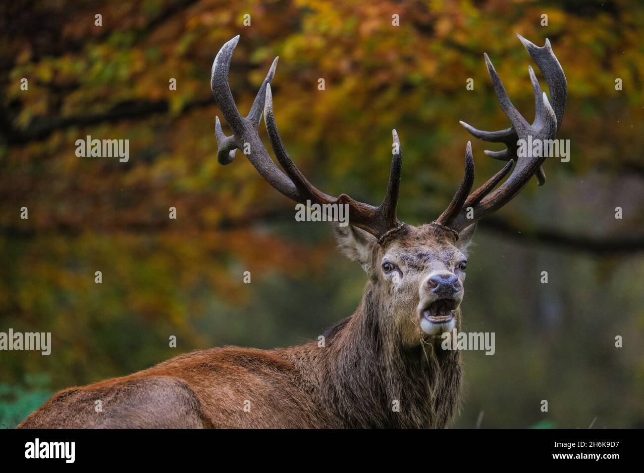 Richmond Park, London, UK. 16th Nov, 2021. A red deer stag (cervus elaphus) roams and relaxes in the park, now that the rutting season is over. The deer in Richmond Park are enjoying a quiet afternoon in mild, sunny weather and beautiful autumnal colours. Credit: Imageplotter/Alamy Live News Stock Photo