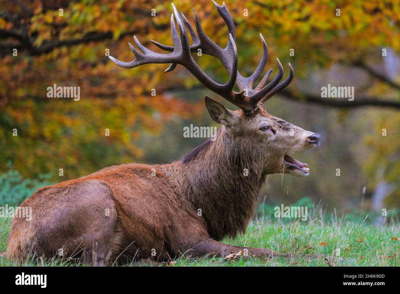 Richmond Park, London, UK. 16th Nov, 2021. A red deer stag (cervus elaphus) roams and relaxes in the park, now that the rutting season is over. The deer in Richmond Park are enjoying a quiet afternoon in mild, sunny weather and beautiful autumnal colours. Credit: Imageplotter/Alamy Live News Stock Photo