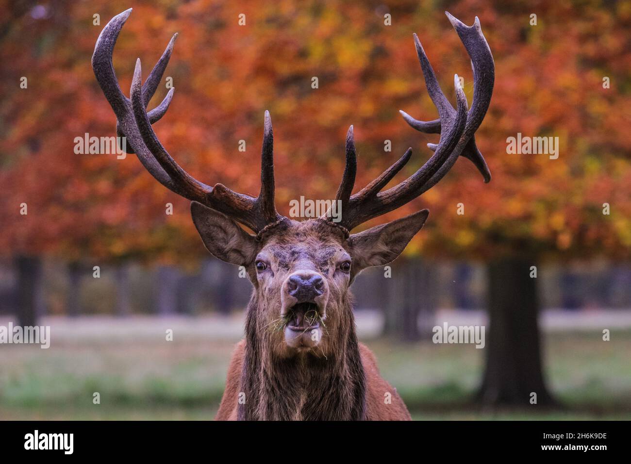 Richmond Park, London, UK. 16th Nov, 2021. A red deer stag (cervus elaphus) roams and relaxes in the park, now that the rutting season is over. The deer in Richmond Park are enjoying a quiet afternoon in mild, sunny weather and beautiful autumnal colours. Credit: Imageplotter/Alamy Live News Stock Photo