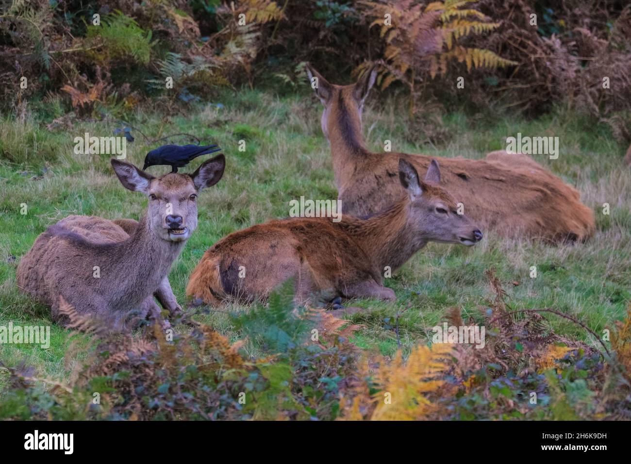 Richmond Park, London, UK. 16th Nov, 2021. Red deer hinds relax in the park. The deer in Richmond Park are enjoying a quiet afternoon in mild, sunny weather and beautiful autumnal colours. Credit: Imageplotter/Alamy Live News Stock Photo