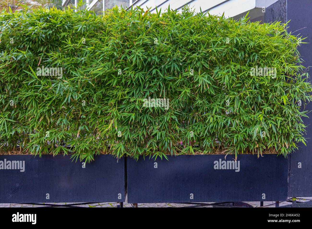Green Bamboo Plants in Big Pots Decor Stock Photo - Alamy