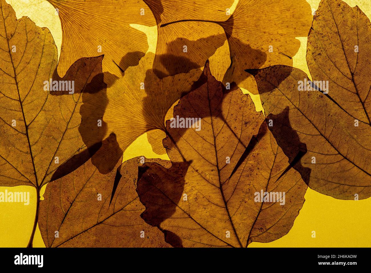 bunte Blätter im Herbst Stock Photo