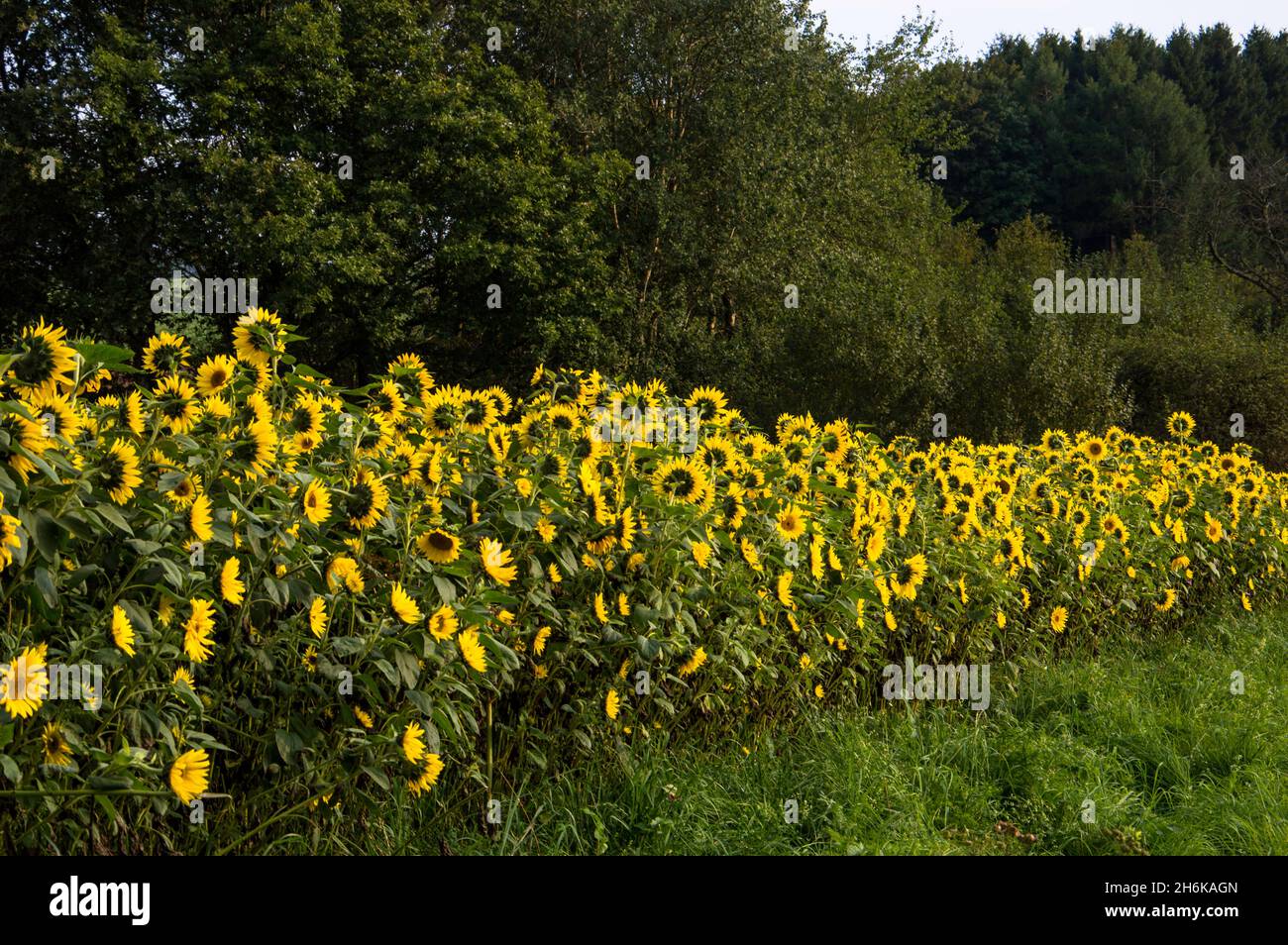 Sonne Blumen Feld Stock Photo
