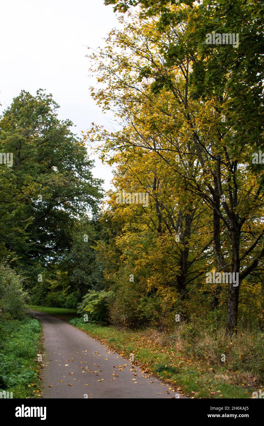 Herbst Spaziergang Sträucher und Früchte Stock Photo