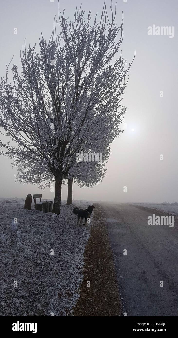 Winter Spaziergang Reif und Schnee Stock Photo