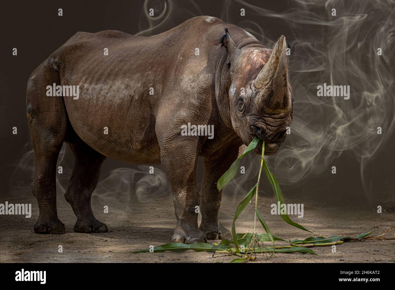 a large african rhino eating standing in front of a gray background Stock Photo