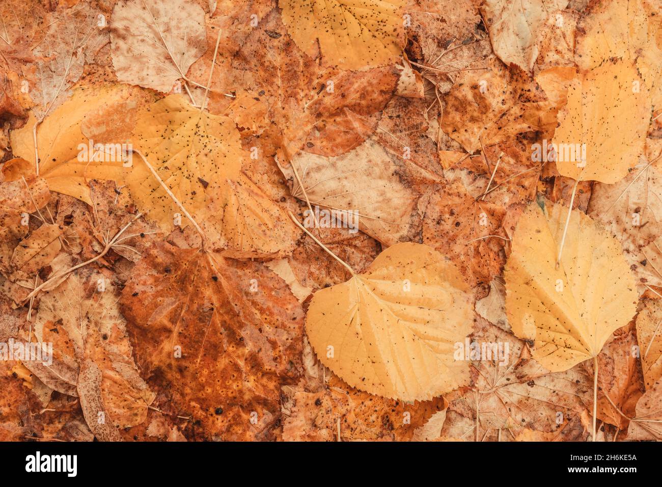 Top view of dry autumn leaves on the ground as fall season background, vivid yellow foliage texture Stock Photo