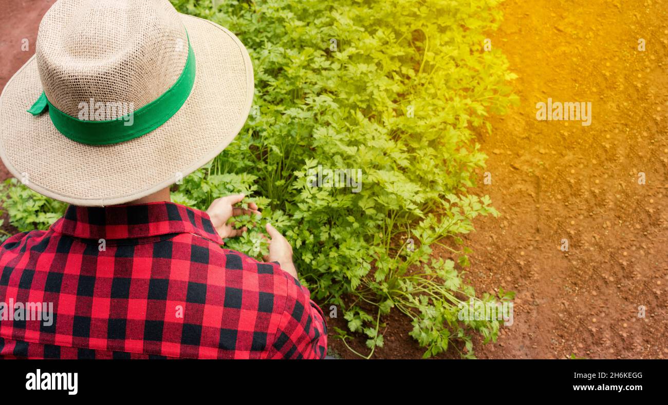 Handsome farmer at a parsley plantation field.  Agricultures seeding concept image. Stock Photo