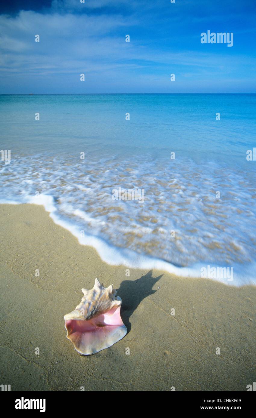 Conch Shell on Beach, Phuket, Thailand Stock Photo