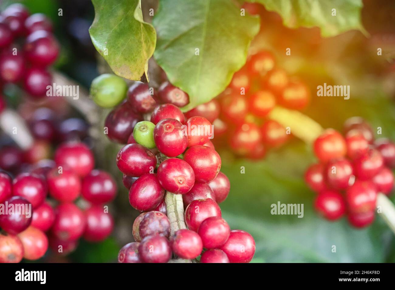 Coffee plant red fruit in coffee plantation farm on sun Stock Photo Alamy