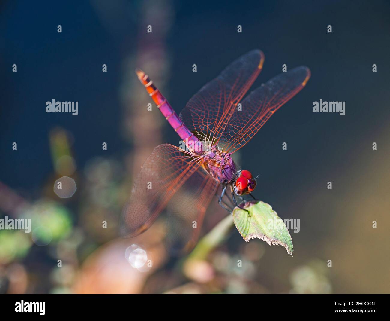 Closeup macro detail of violet dropwing dragonfly trithemis annulata perched on a blade of grass in garden Stock Photo