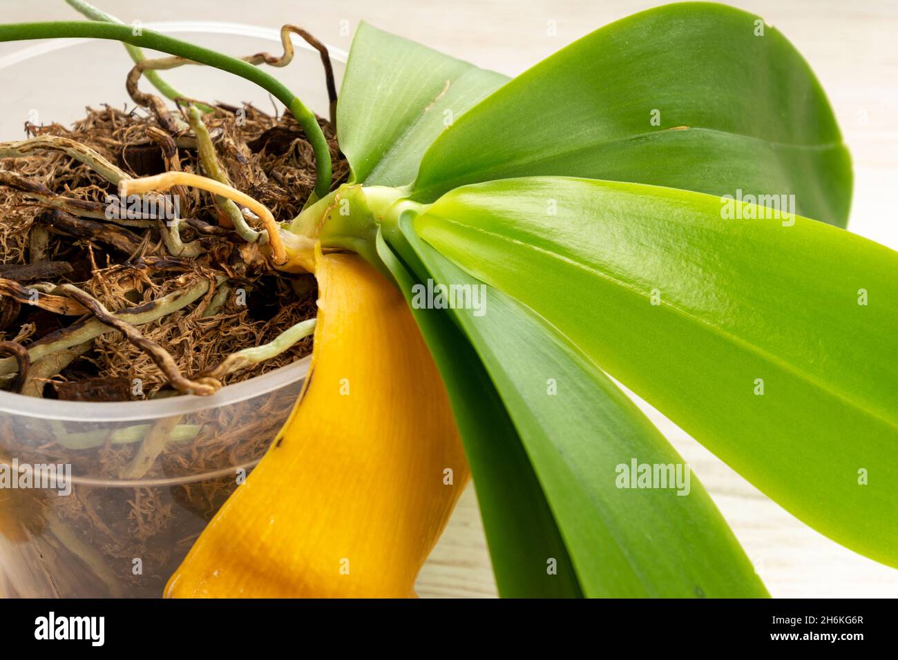Gardener correctly remove of the yellow leaf from the orchid plant