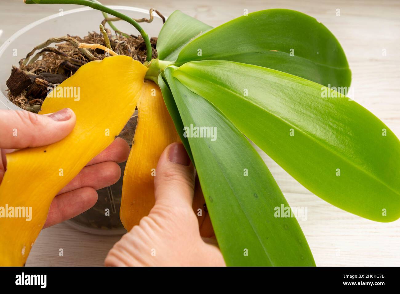 Gardener correctly remove of the yellow leaf from the orchid plant
