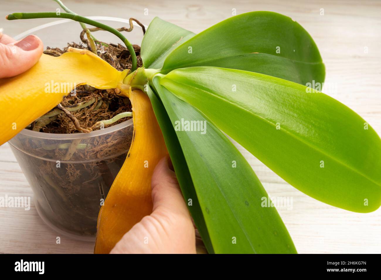 Gardener correctly remove of the yellow leaf from the orchid plant. Selected focus Stock Photo