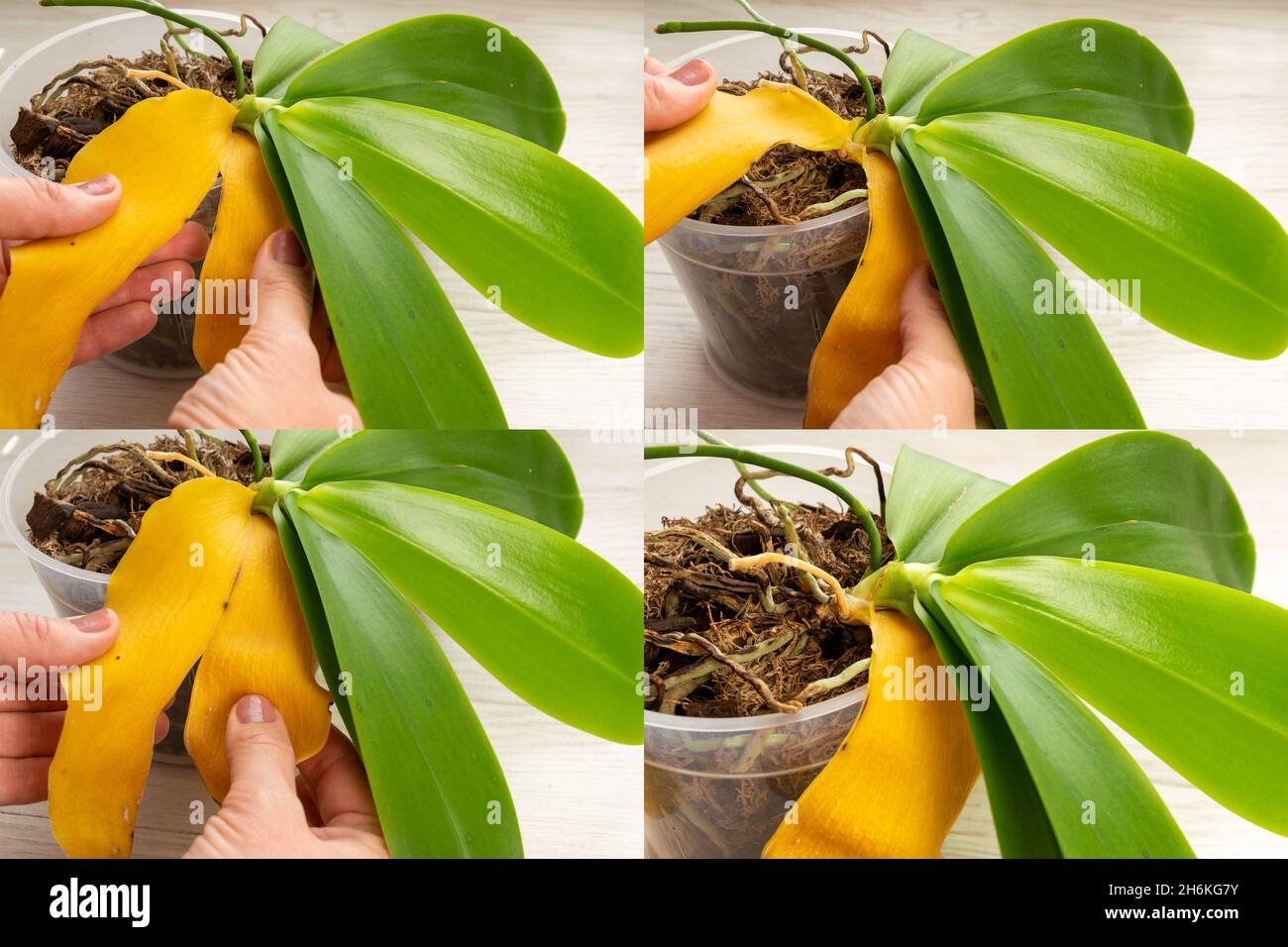Gardener correctly remove of the yellow leaf from the orchid plant